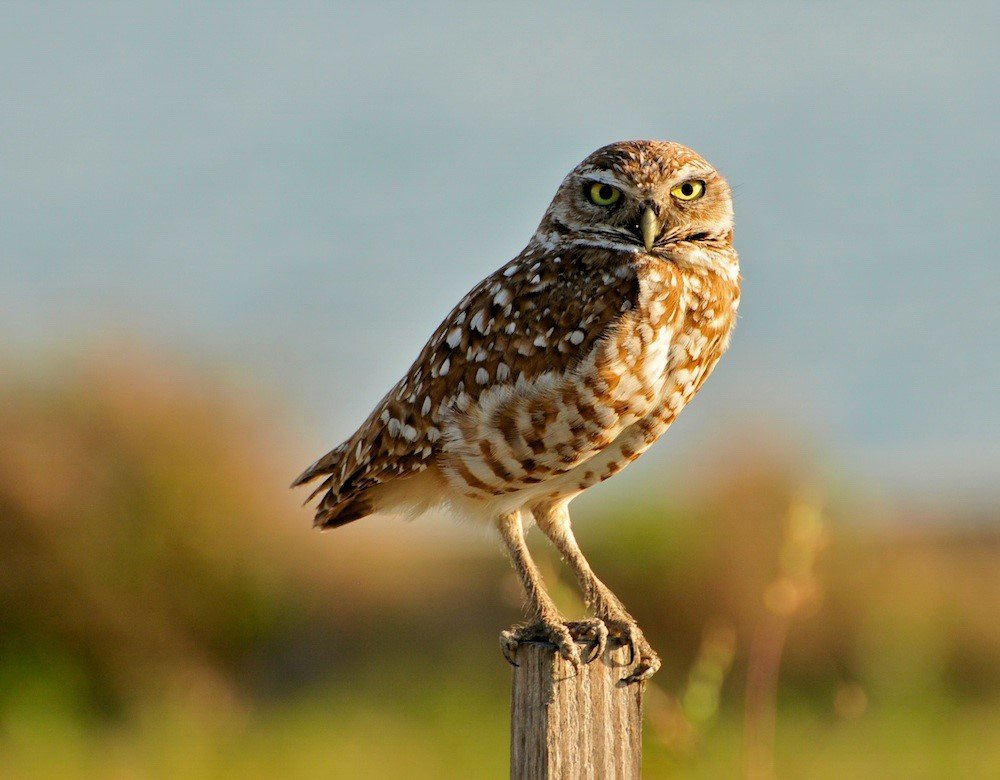 Burrowing Owls are among the wildlife that will benefit from conservation easements.